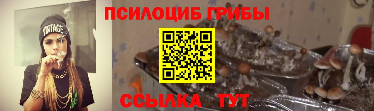 Псилоцибиновые грибы Psilocybe Шали